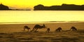Kangaroos on Beach